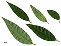 SpeciesSub: var. dictyophylla
